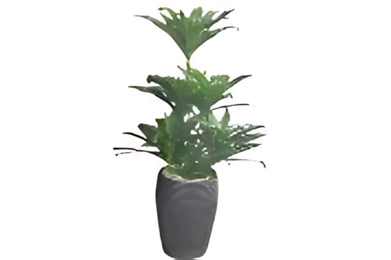 FLOWER POT BIG - Image 1
